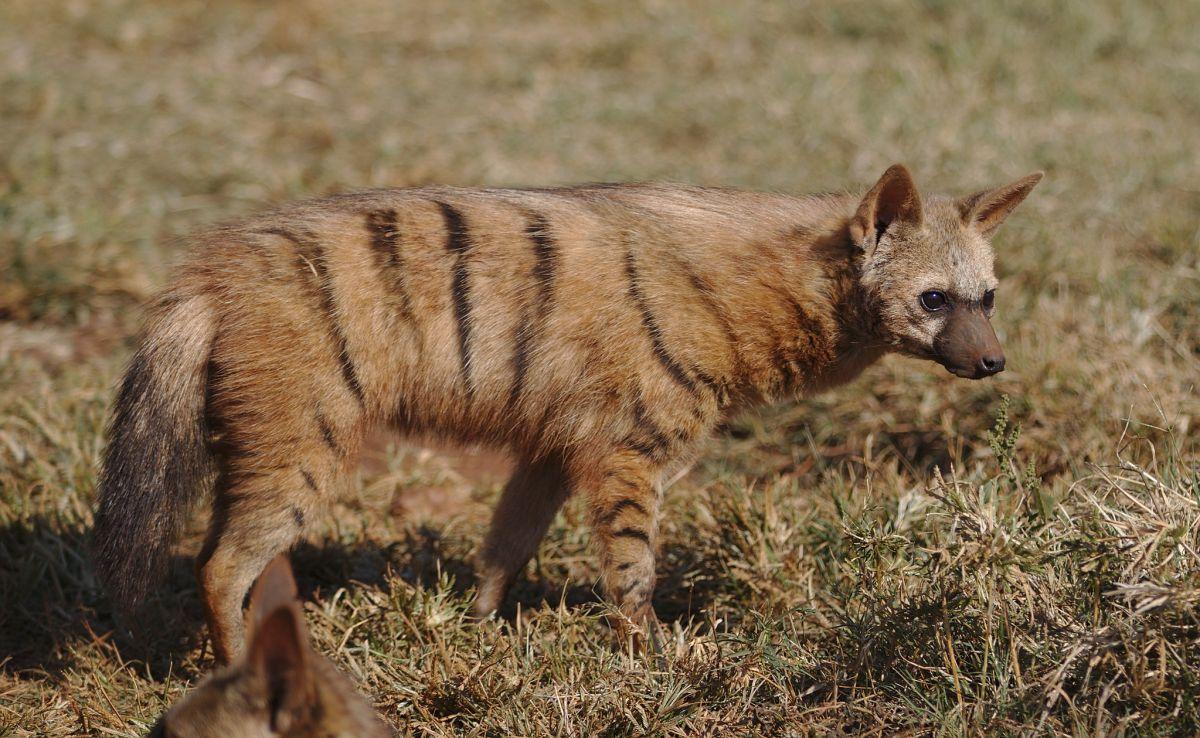 aardwolf is part of the egypt wildlife