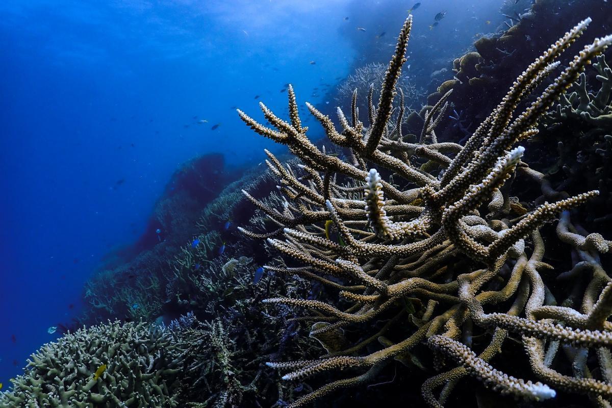 acropora coral