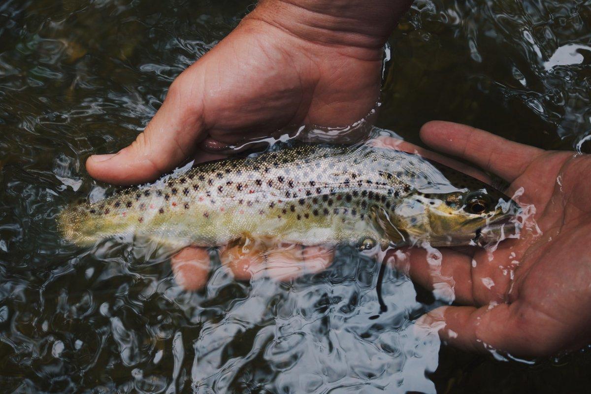 adriatic salmon in the river