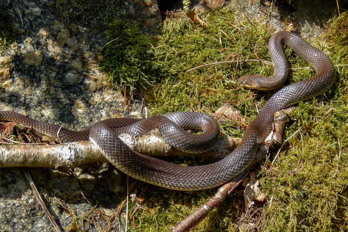 aesculapian snake is in the list of animals in germany