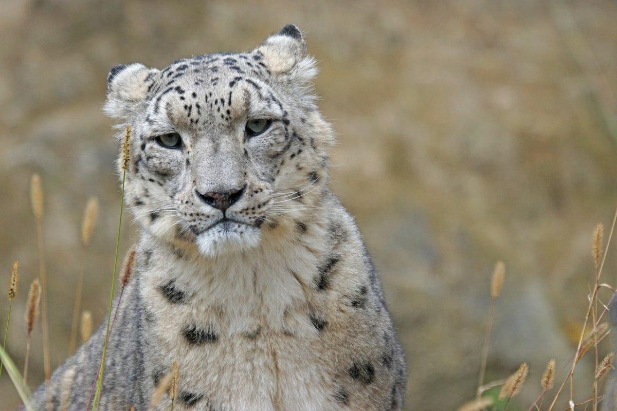 afghanistan national animal is the snow leopard