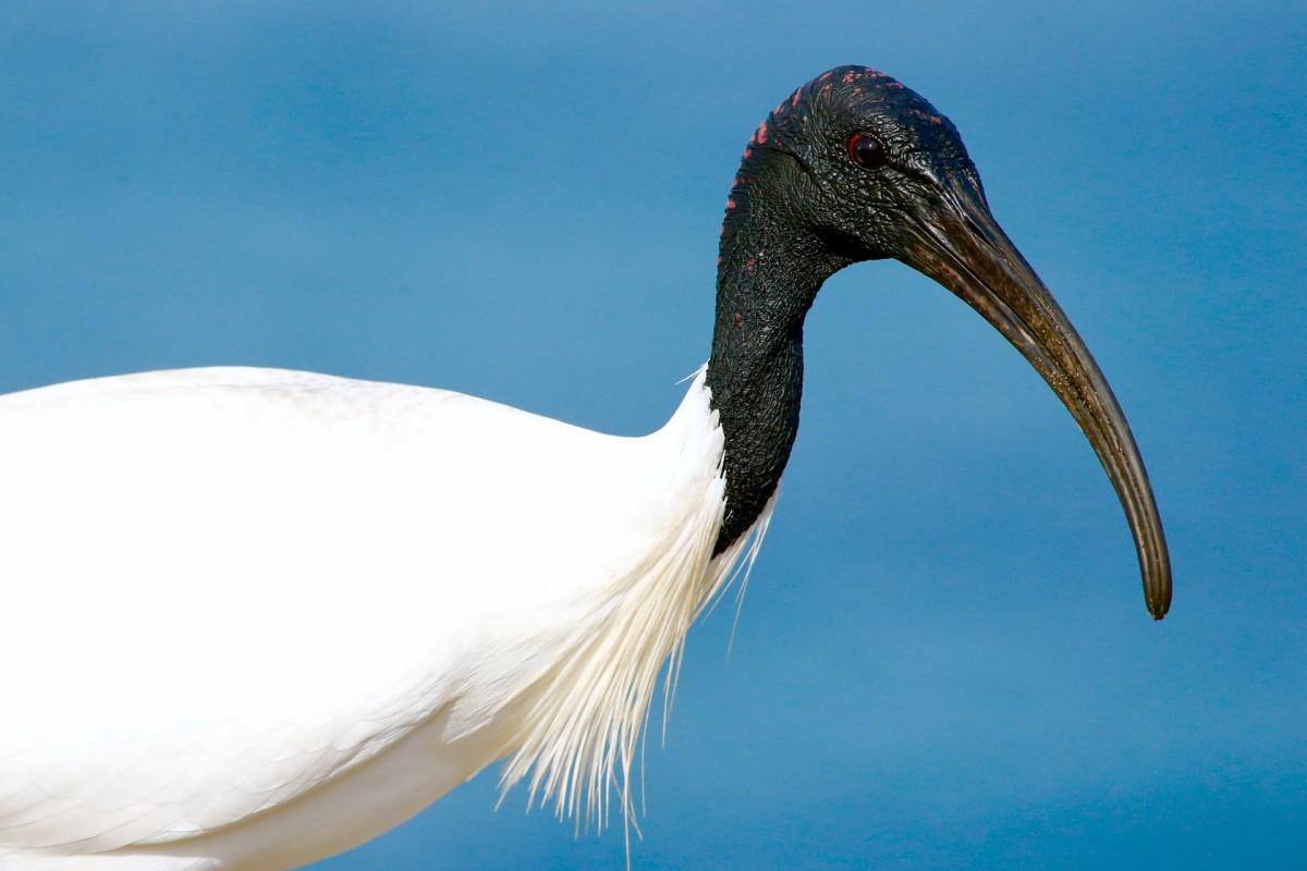 african sacred ibis