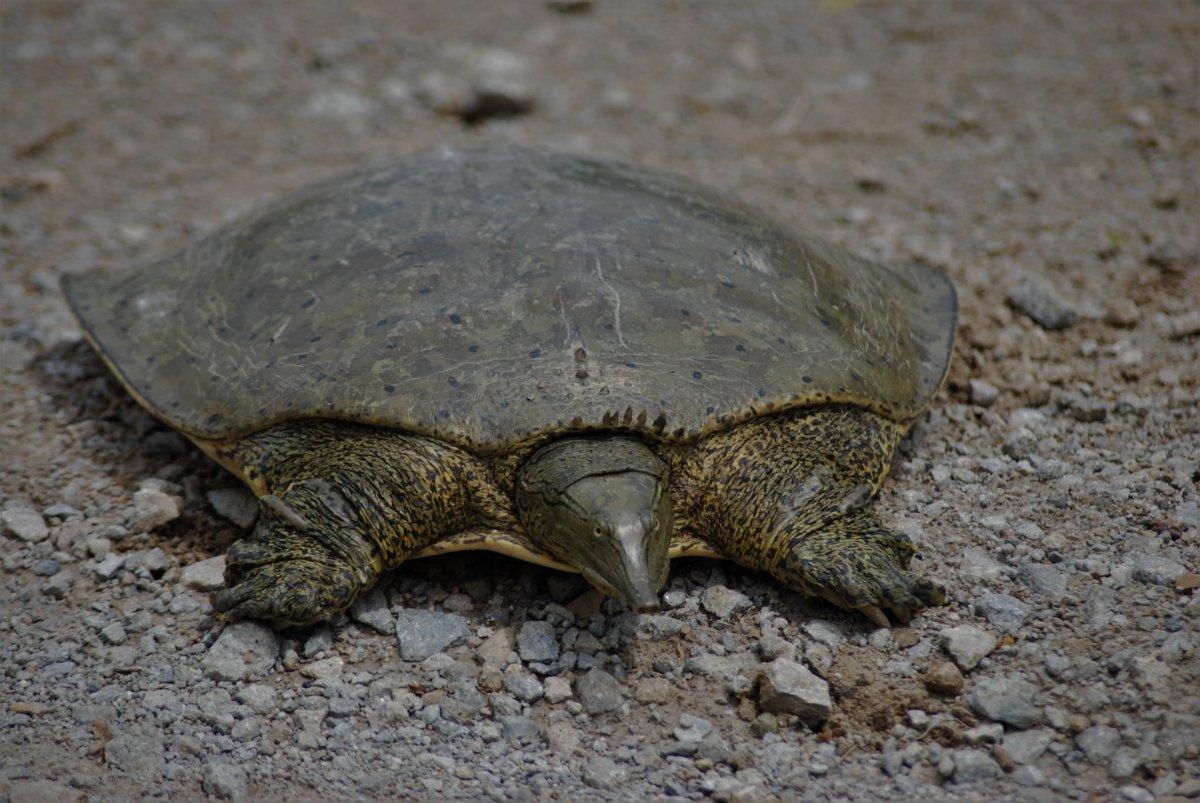 african softshell turtle
