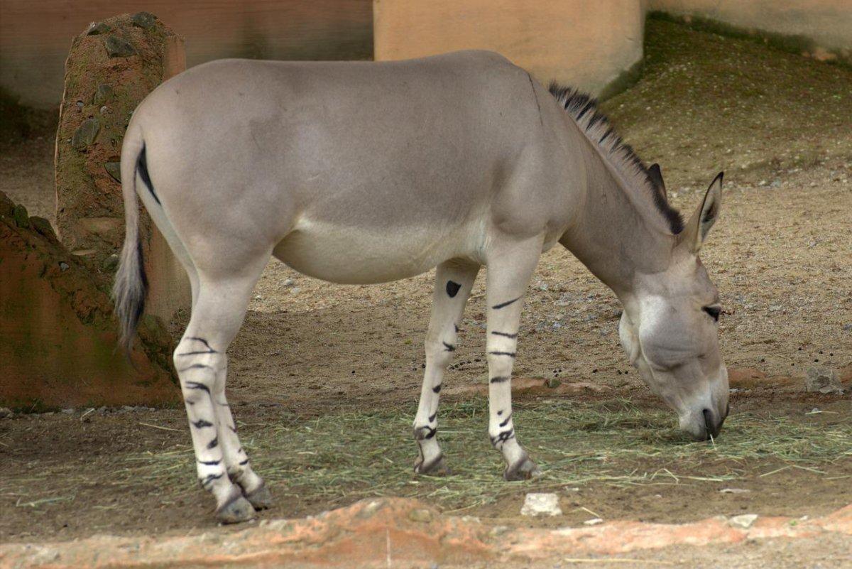 african wild ass is one of the endangered animals in egypt