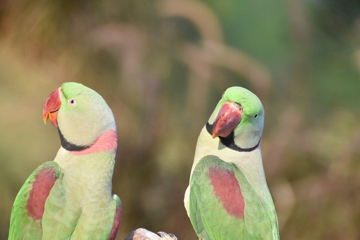 alexandrine parakeet