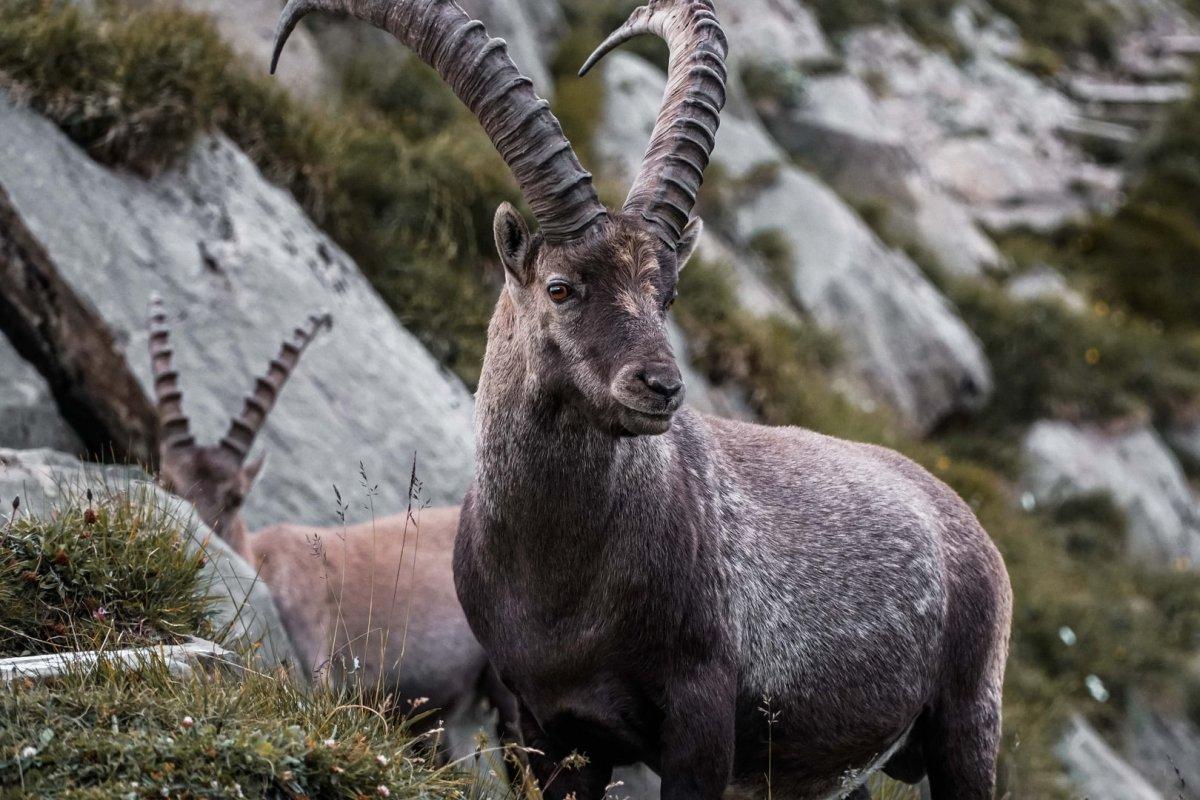 alpine ibex in austria