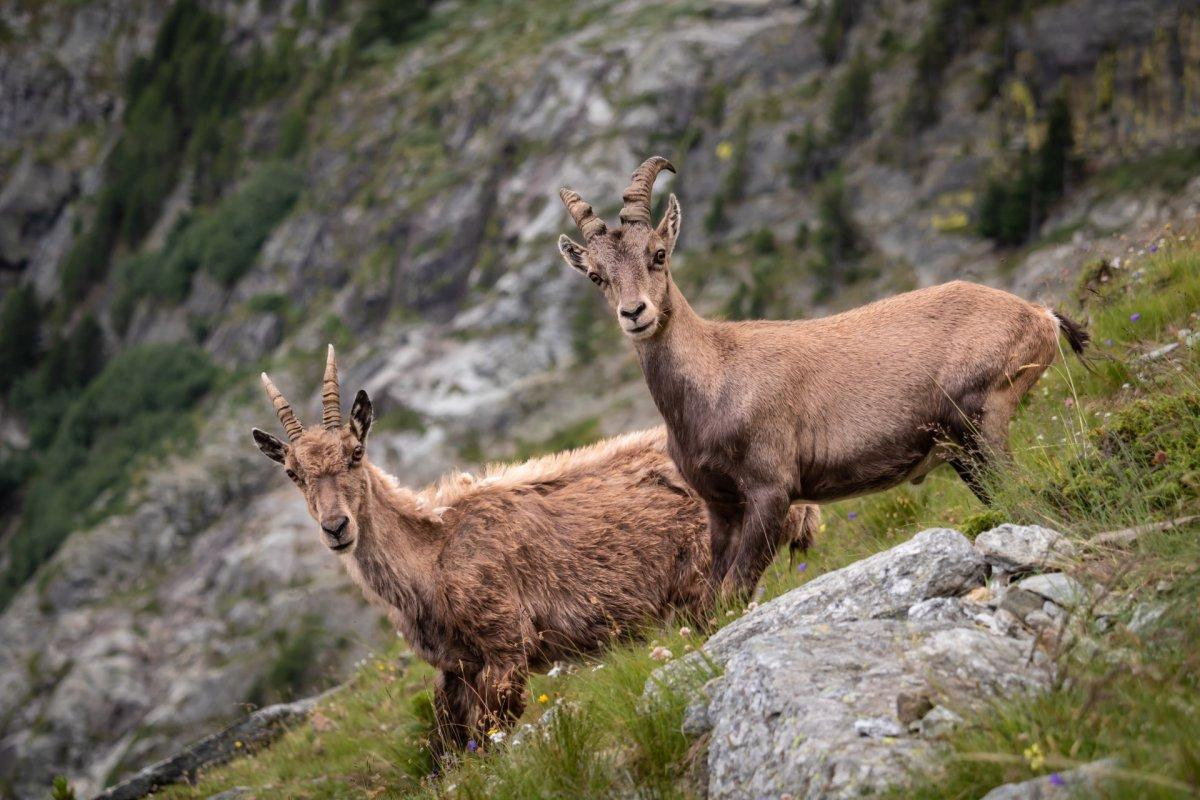 alpine ibex is among the german wild animals