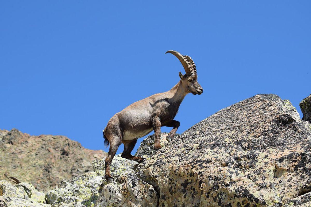 alpine ibex is one of the national animals of italy