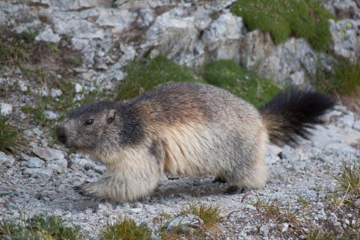 alpine marmot is among the animals from italy