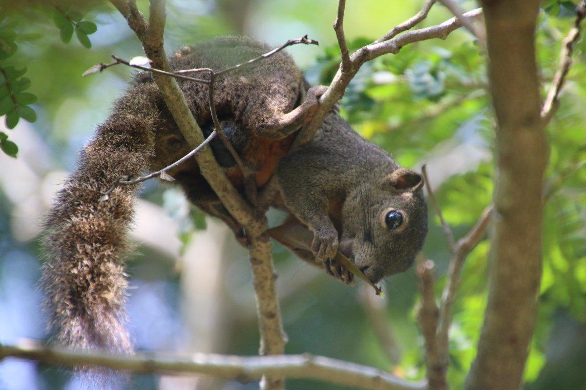 amazon dwarf squirrel
