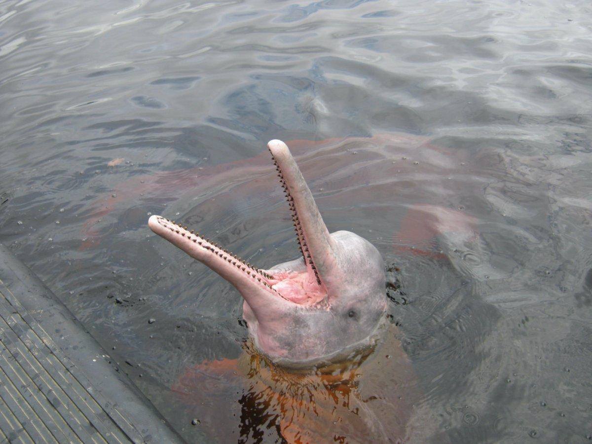 amazon river dolphin