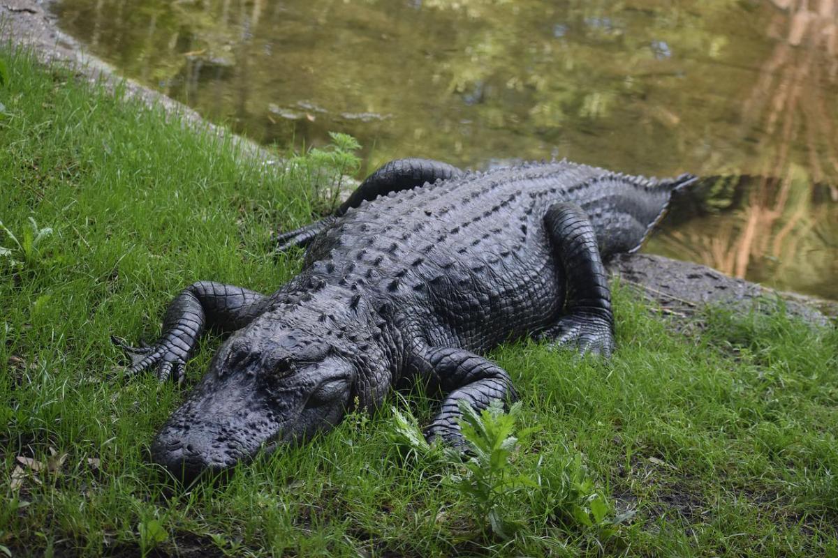 american crocodile is one of the animals found in dominican republic