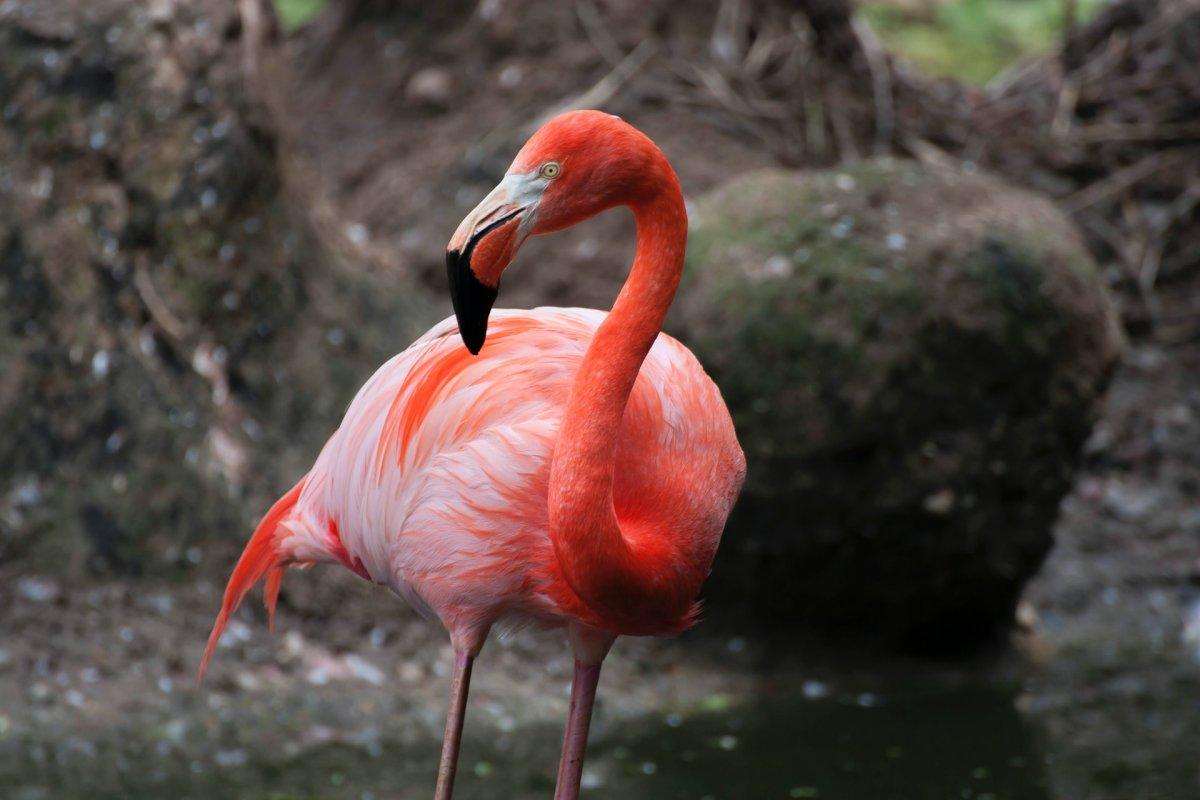 american flamingo s-is one of the animals native to dominican republic