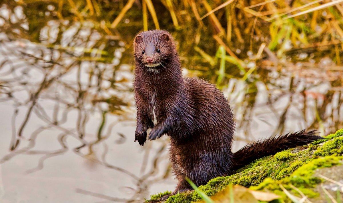 american mink is part of the wildlife in greece