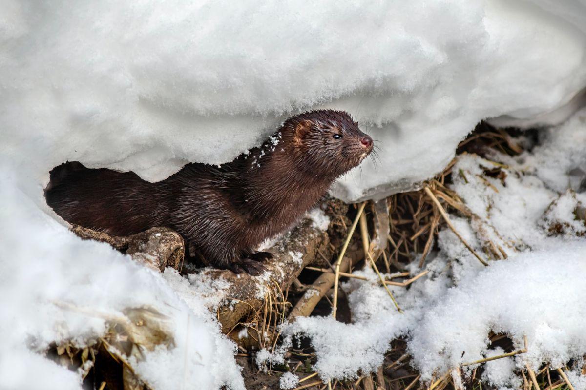 american minks are animals found in ireland