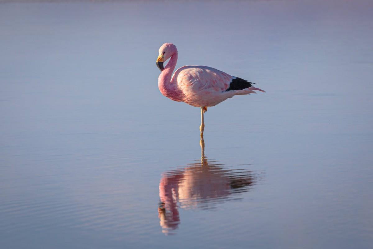andean flamingo is among the popular animals in bolivia