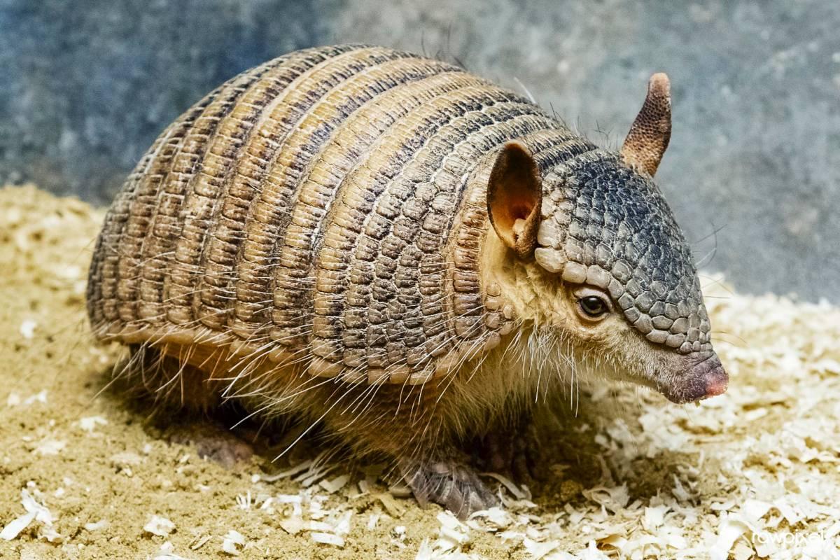 andean hary armadillo