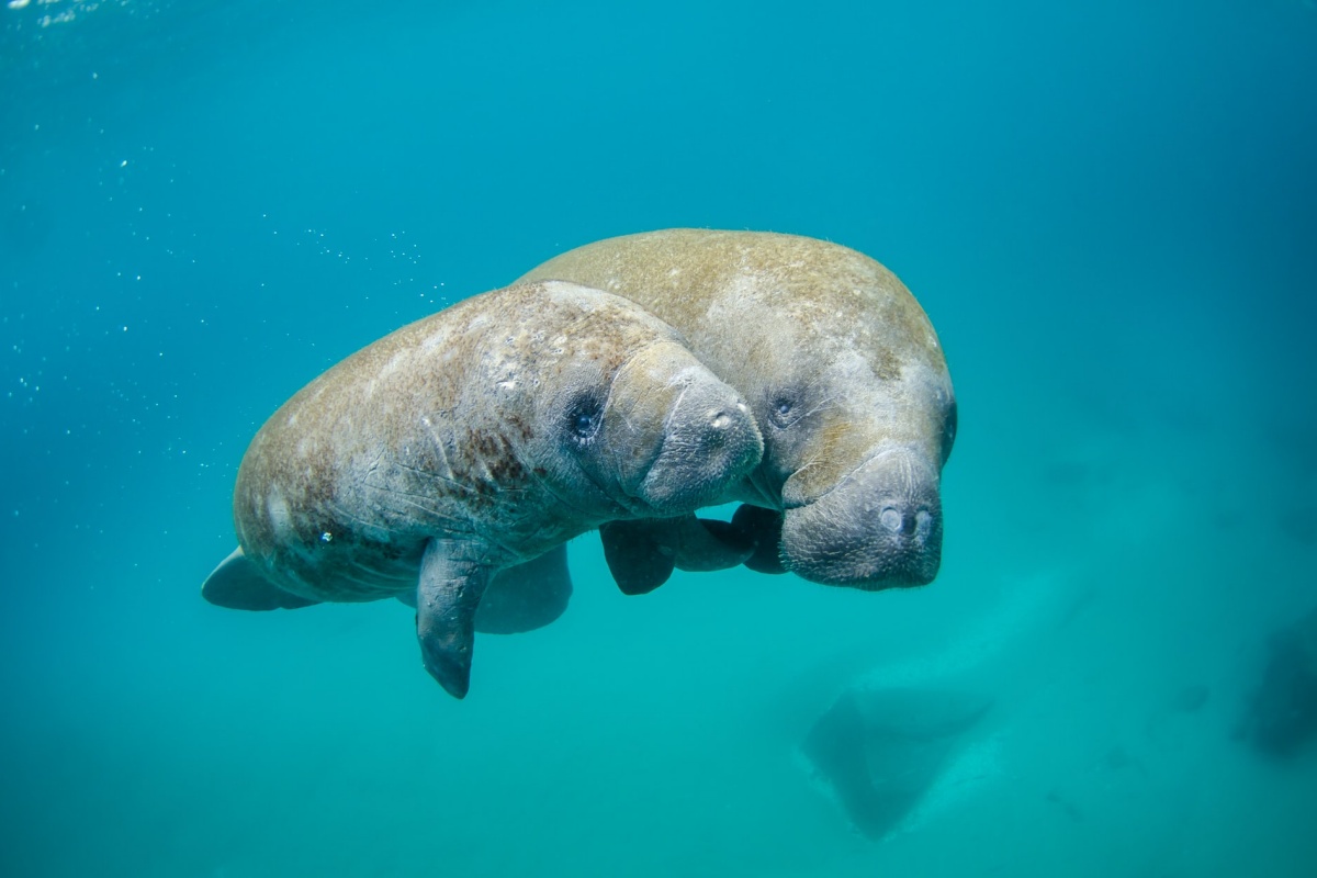 antillean manatee is one of the wild animals in cuba