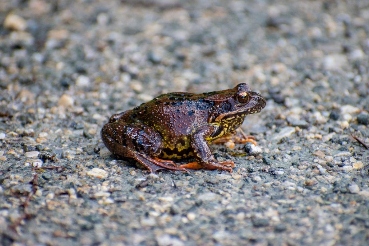 apennine yellow bellied toad is part of the italian wildlife