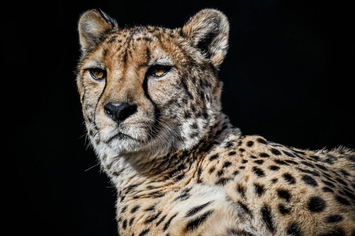 arabian leopard is one of the endangered animals in israel