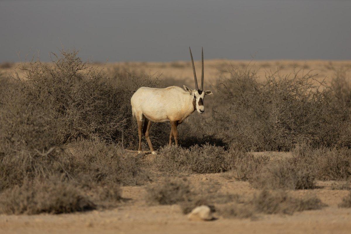 arabian oryx is the national animal of oman