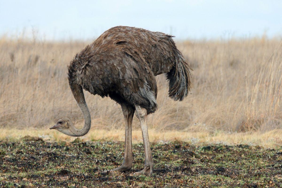 arabian ostrich is part of the israeli wildlife