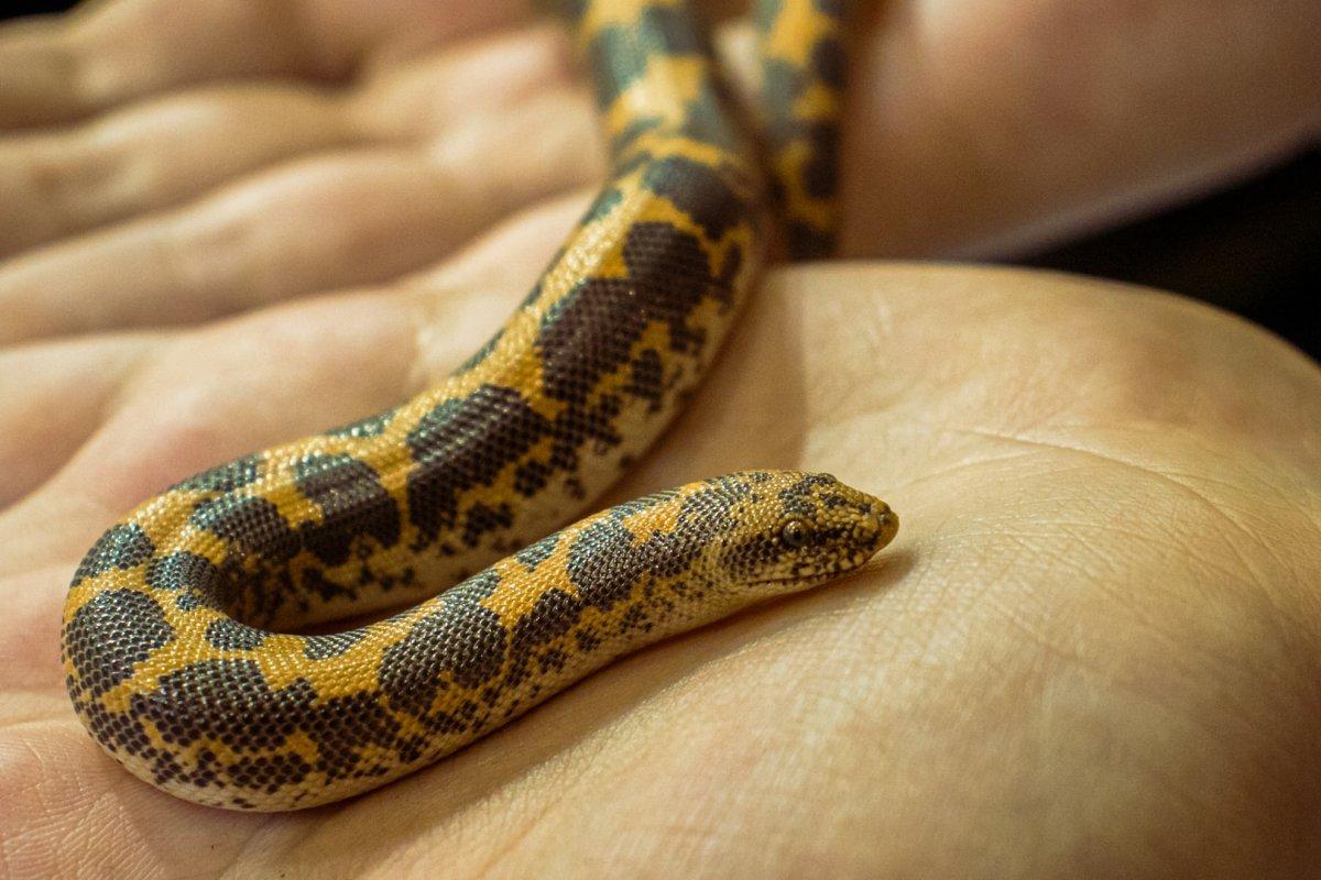 arabian sand boa is among the common animals in kuwait