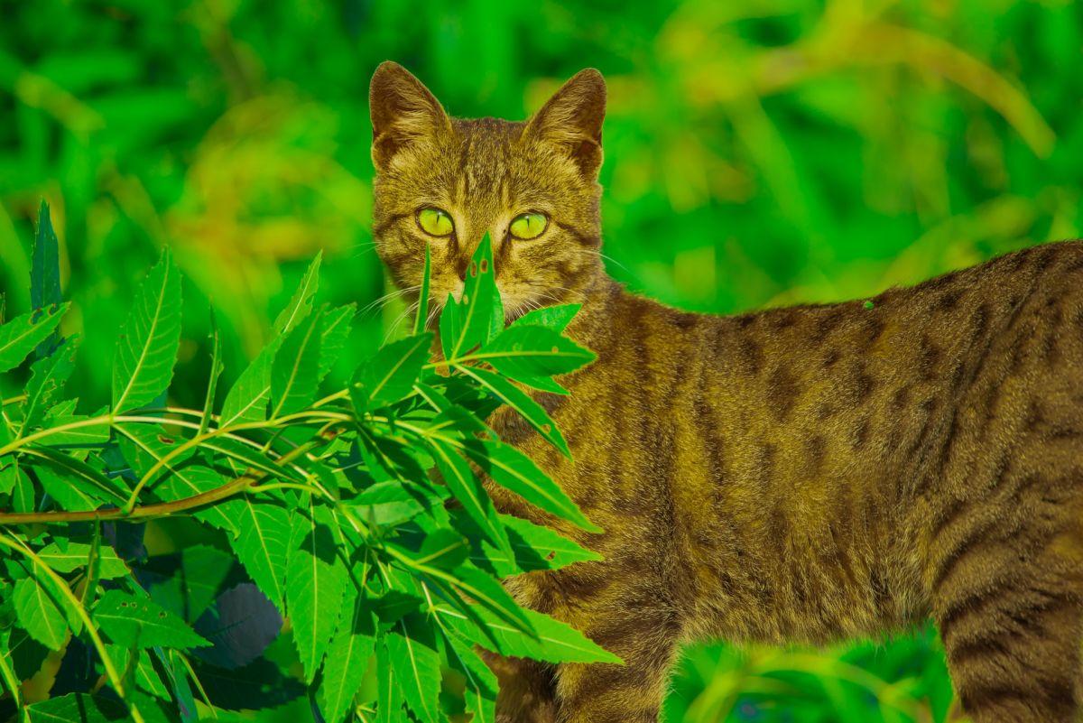 arabian wildcat in wild oman
