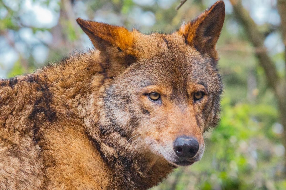 arabian wolf is in the native animals of egypt