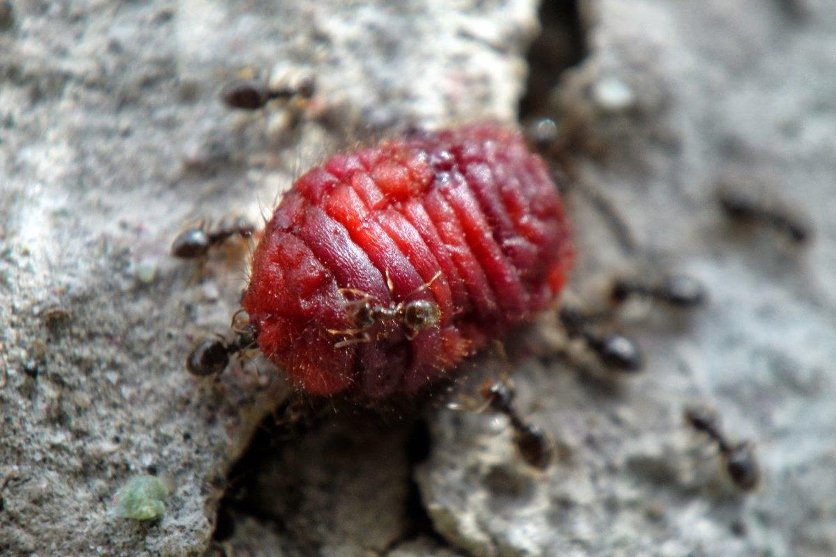 armenian cochineal