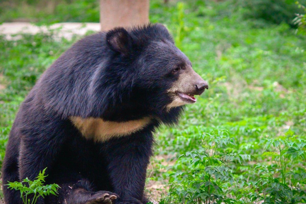 asian black bear in the wild