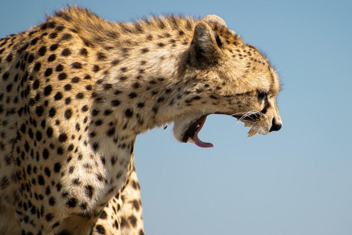 asiatic cheetah is the national animal of iran