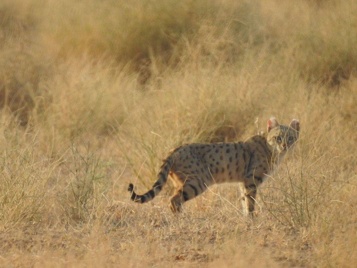 asiatic wildcat