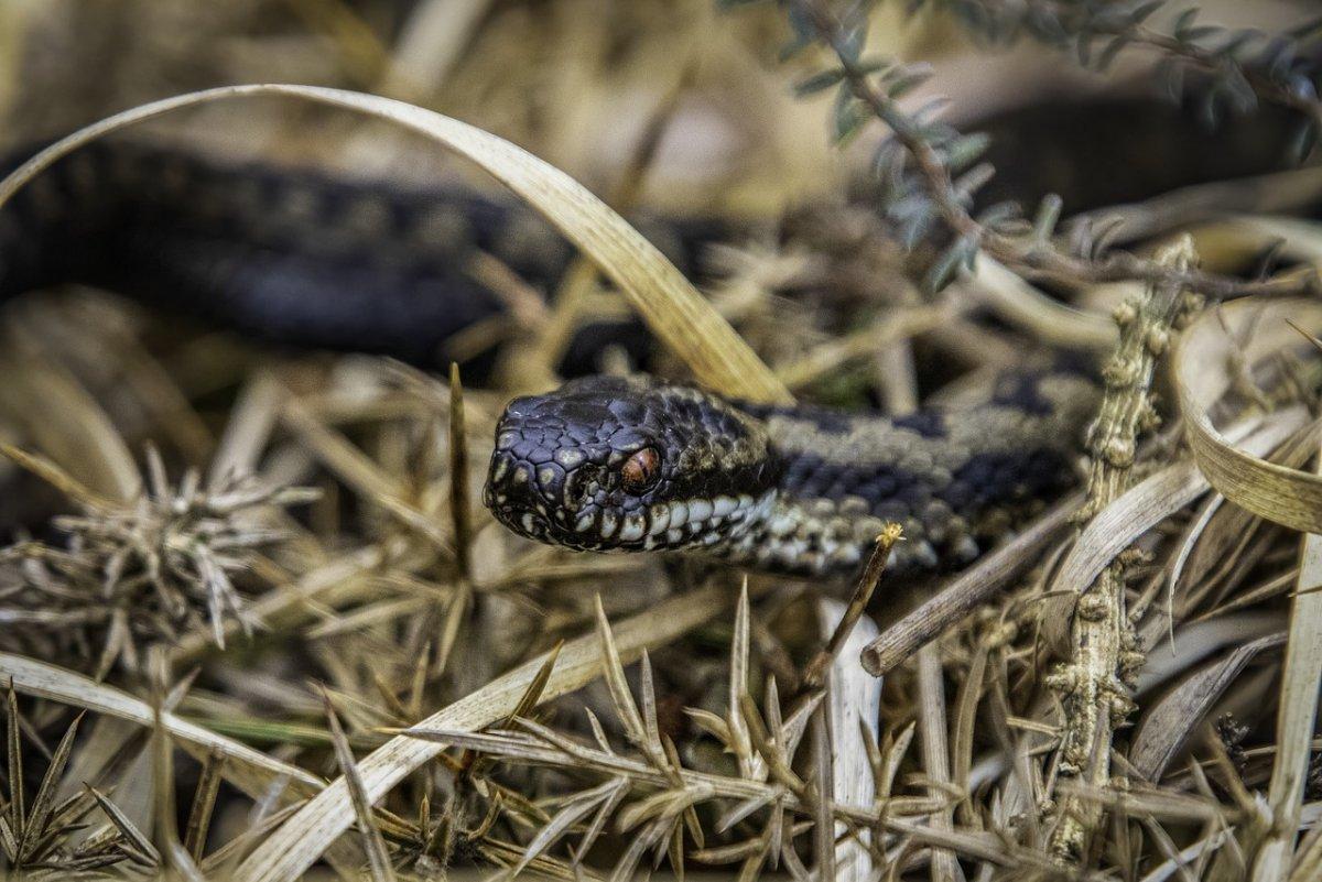 asp viper is in the list of german animals