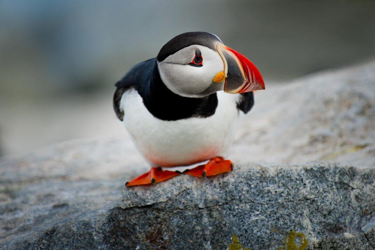 atlantic puffin is part of the wildlife in ireland