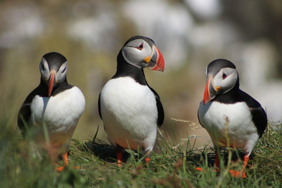 atlantic puffin