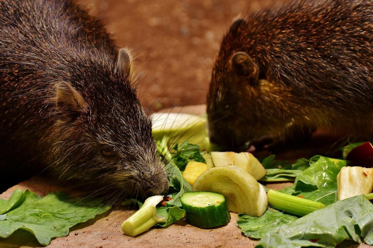 azara's agouti is among the brazil native animals