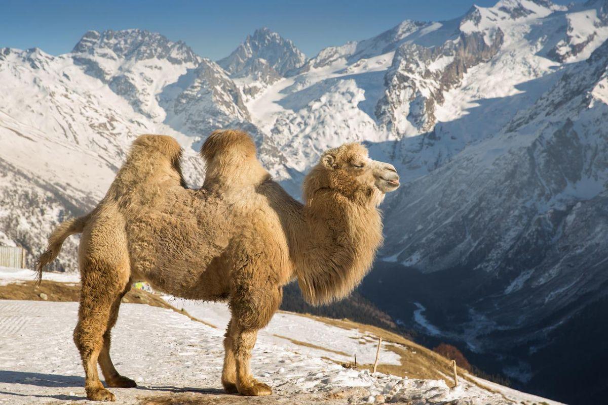 bactrian camel is one of the animals from iraq