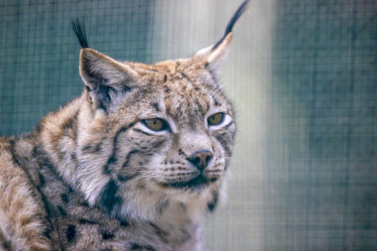 balkan lynx is among the endangered species in greece