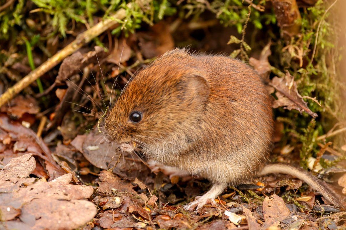 bank vole in bulgaria