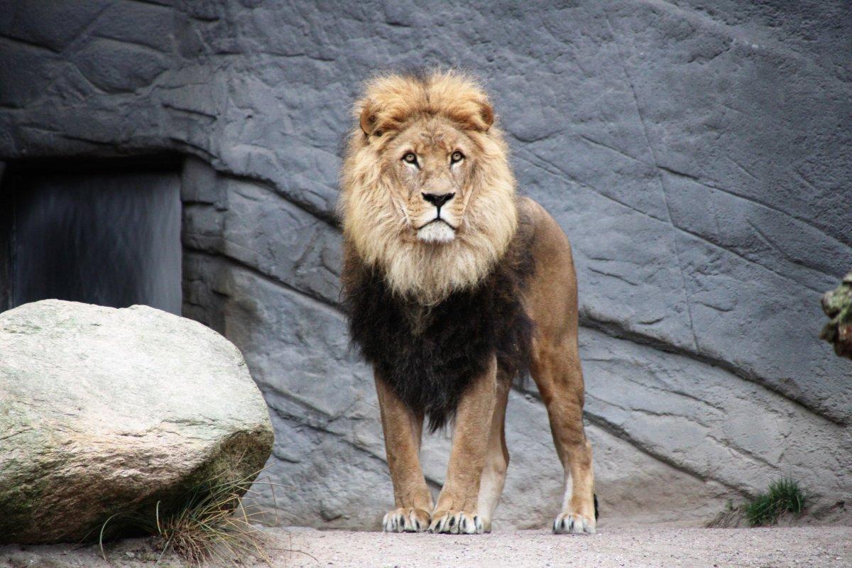 barbary lion is one of the egyptian native animals