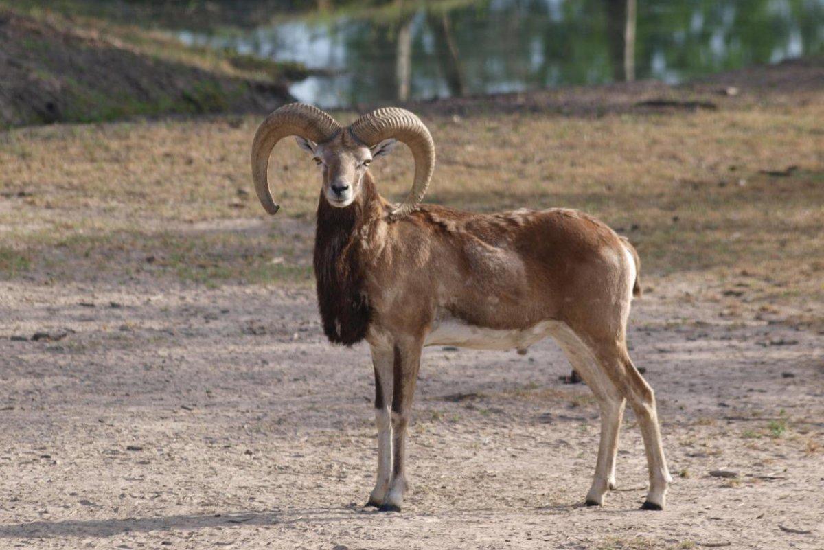 barbary sheep is among the animals native to egypt