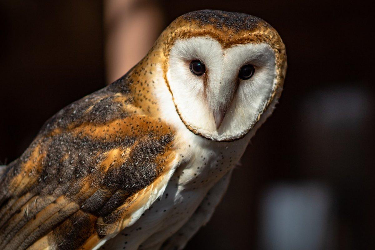 barn owl in estonia