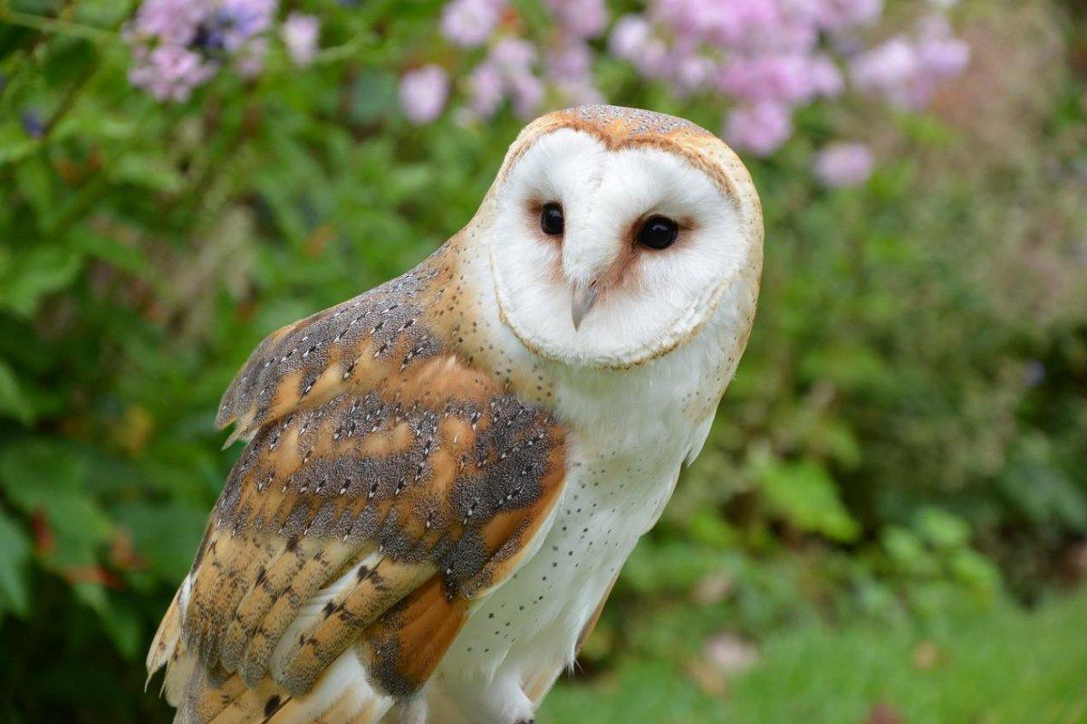 barn owl in malta