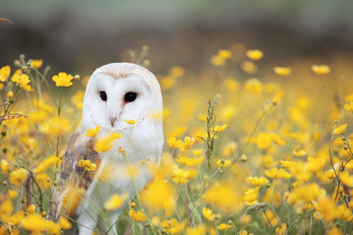 barn owl in the bush