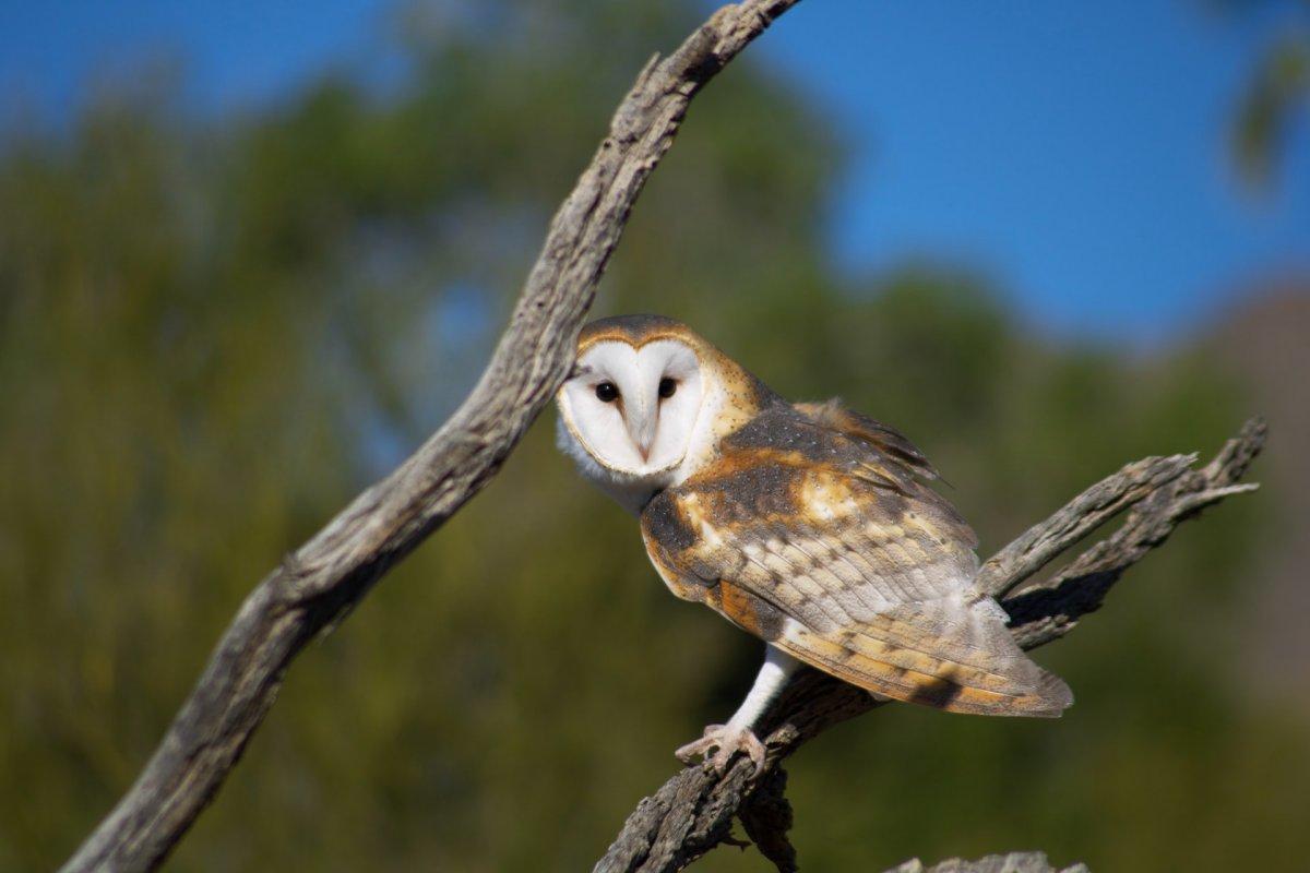barn owl is one of the native animals of dominican republic