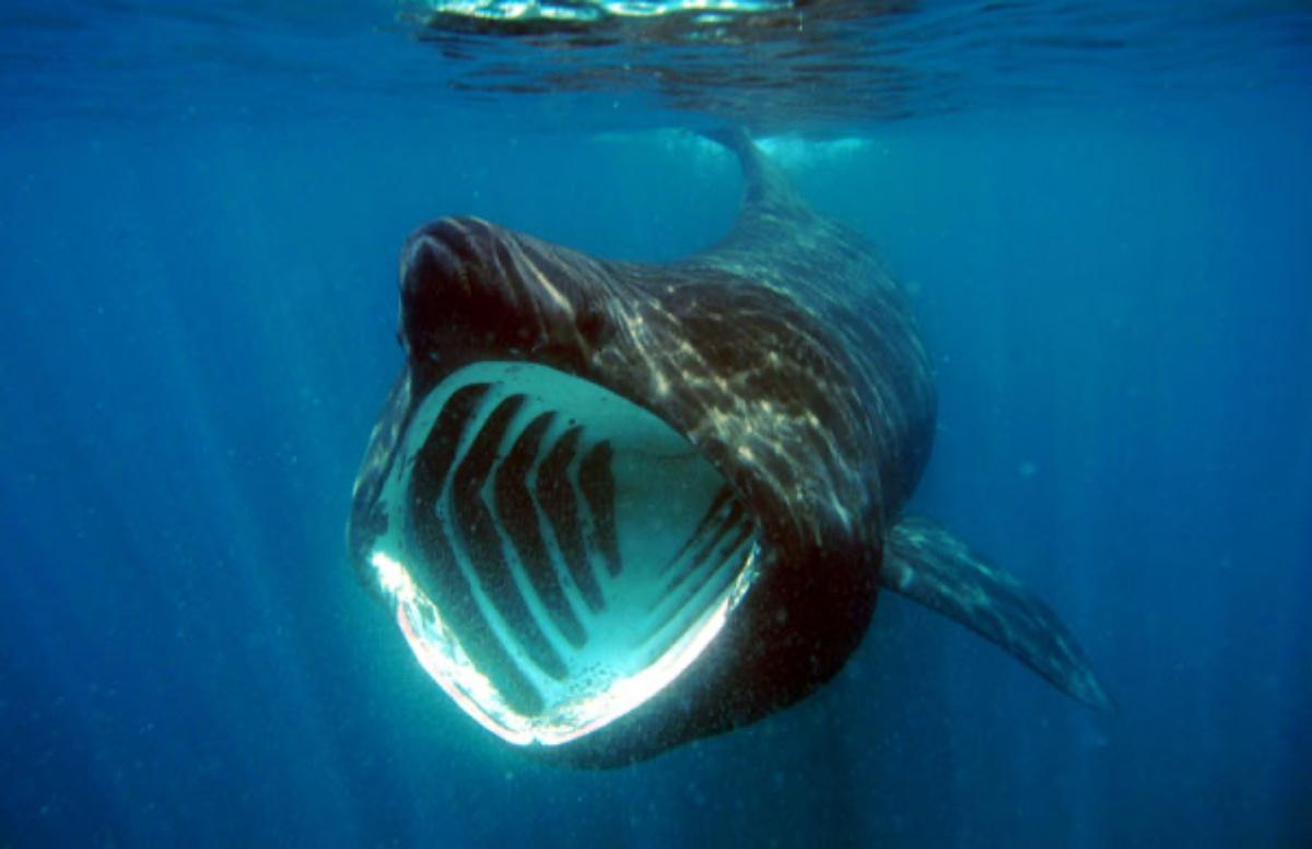 basking shark is one of the endangered animals in ireland