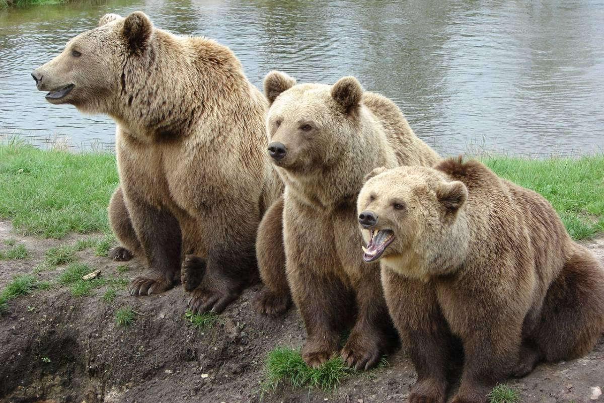 bear watching in estonia