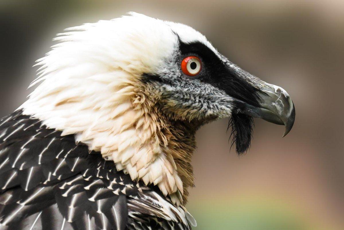 bearded vulture is in the list of the animals russia has on its land