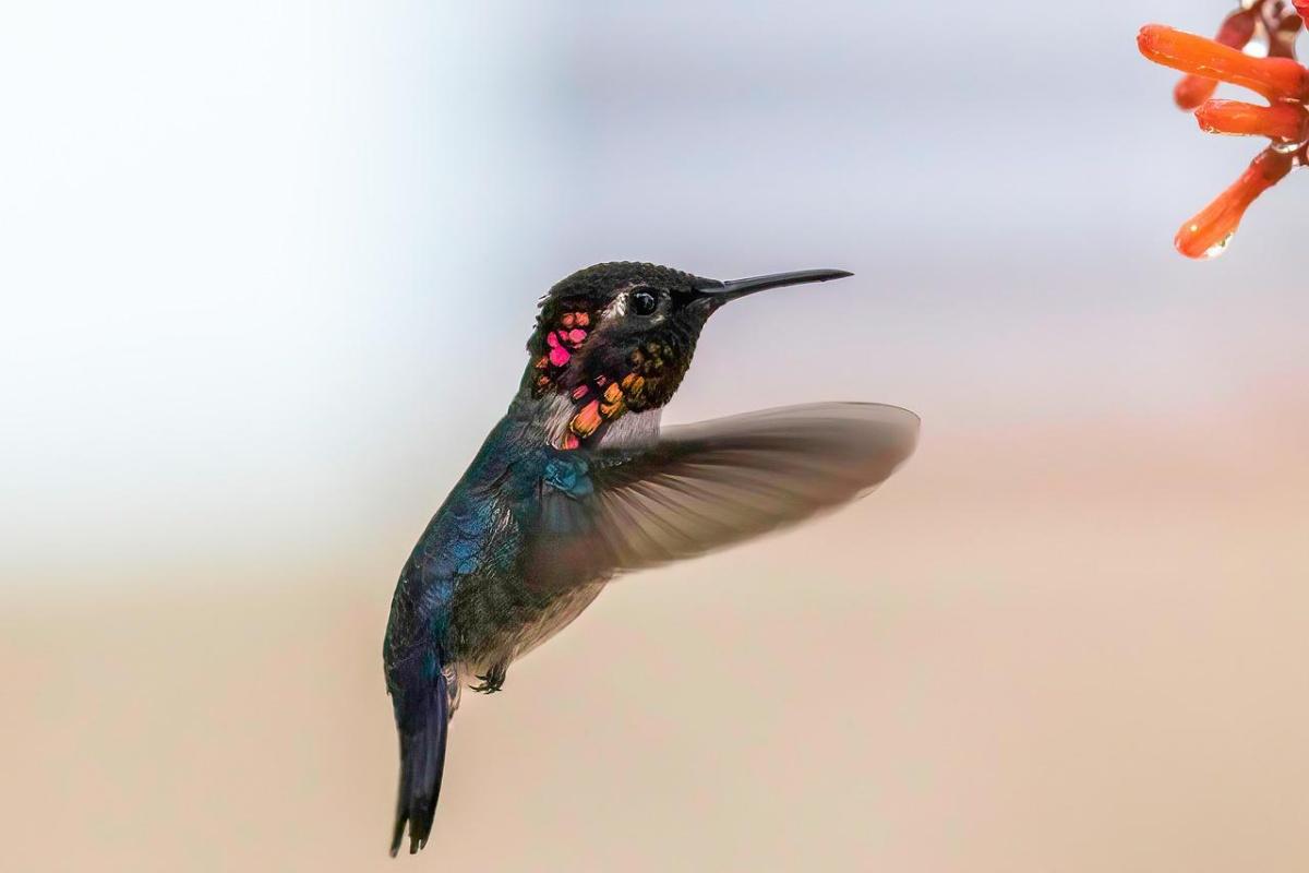 bee hummingbird is one of the animals native to cuba